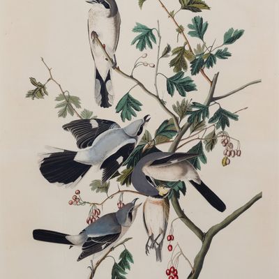 Sale Photo Thumbnail #105: John James Audubon (French / American, 1785-1851) 'Great American Shrike or Butcher Bird' Engraving
