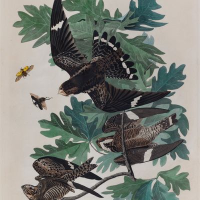 Sale Photo Thumbnail #104: John James Audubon (French / American, 1785-1851) 'Night Hawk' Engraving