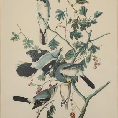 After John James Audubon (French / American, 1785-1851) Offset Lithograph