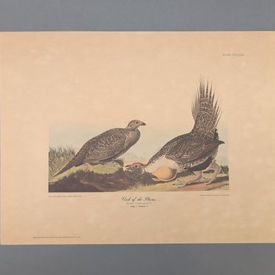 After John James Audubon Vintage Art Print, Cock of the Plains