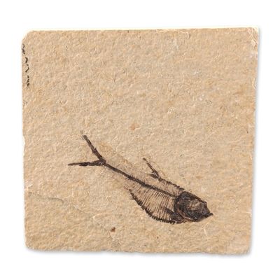 Green River Fossil Knightia Eocaena Fish Tile