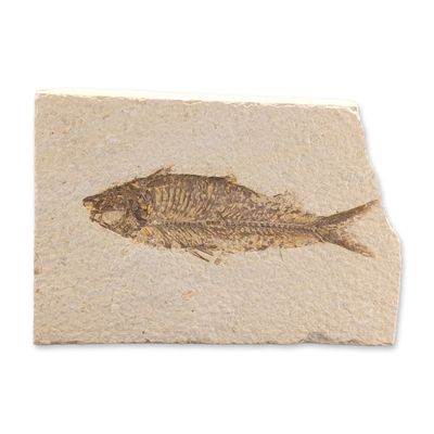 Green River Fossil Ocene Epoch, Knightia Eocaena Fish Tile