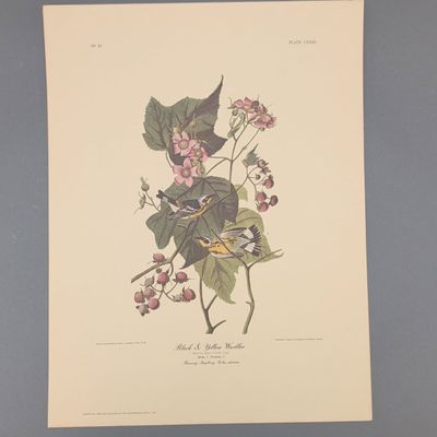 After John James Audubon Vintage Art Print, Black & Yellow Warbler