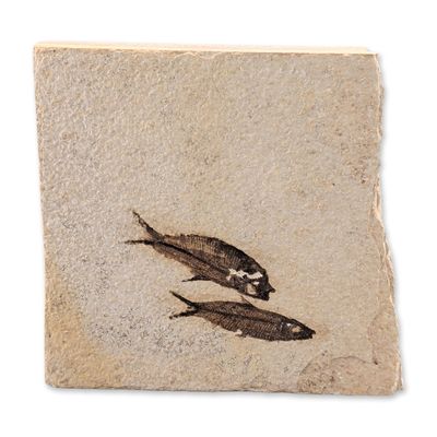 Green River Fossil Eocene Knightia Fish Tile