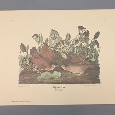 After John James Audubon Vintage Art Print, Key-west Dove