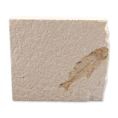Green River Fossil Eocene Knightia Eocaena Fish Tile