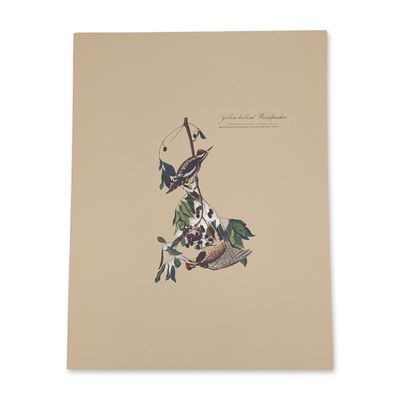 After John James Audubon Vintage Art Print, Yellow-bellied Woodpecker