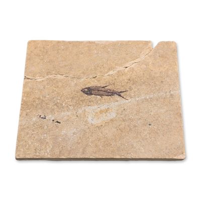 Green River Fossil Eocene Knightia Eocaena Fish Tile