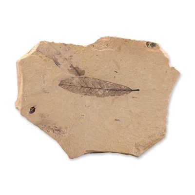 Green River Fossil Angiosperm Leaf Tile