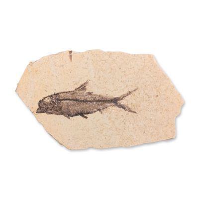 Green River Fossil Eocene Knightia Fish Tile