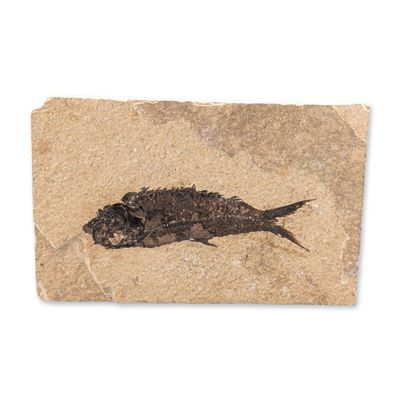 Green River Fossil Eocene Knightia Eocaena Fish Tile