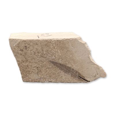 Green River Fossil Leaf Tile