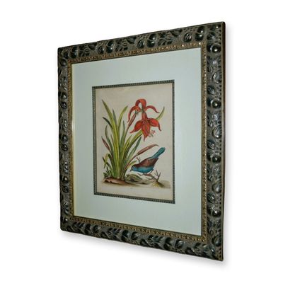 George Edwards, Lilies- Blue Belly Finch HC Copperplate Etching, Custom Frame, Circa 1748