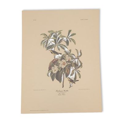 After John James Audubon Vintage Art Print, Bachman's Warbler