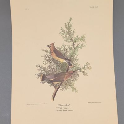 After John James Audubon Vintage Art Print, Cedar Bird