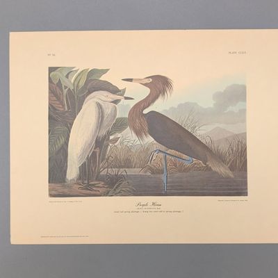 After John James Audubon Vintage Art Print, Purple Heron