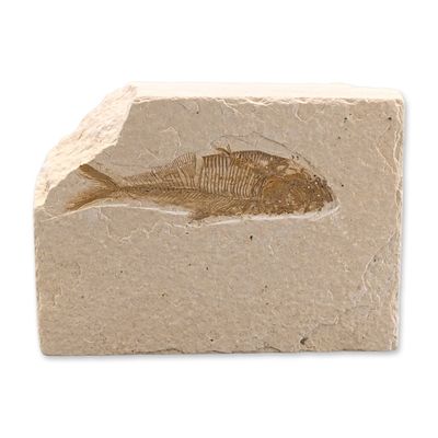 Green River Fossil Eocene Knightia Fish Tile