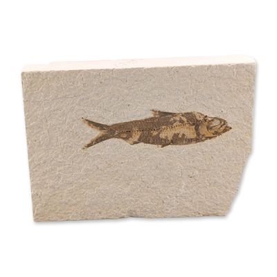 Green River Fossil Eocene Knightia Fish Tile