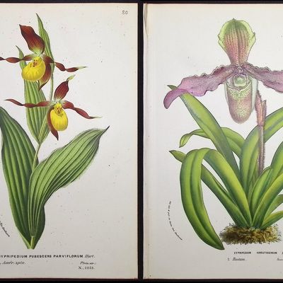 Van Houtte - 6 Lady's Slipper Orchid Prints