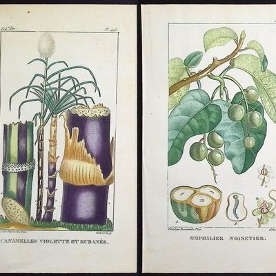 Descourtilz - 6 Botanical Engravings
