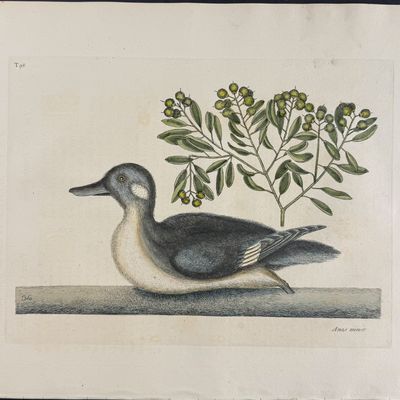 Catesby, Folio - Little Brown Duck with Soap-Wood. 1-98