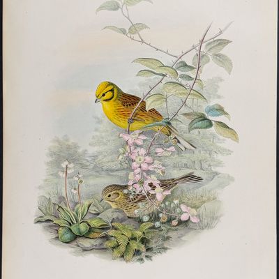 Gould, Great Britain - Yellowhammer or Yellow Bunting