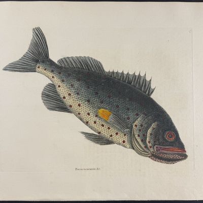 Catesby, Folio - Rock Fish. 2-5