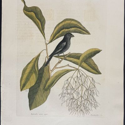 Catesby, Folio - Little Black Bullfinch with Fringe Tree. 1-68