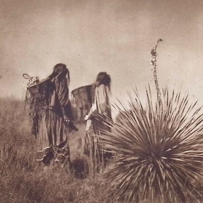 Edward Curtis - Mescal Harvest - Apache