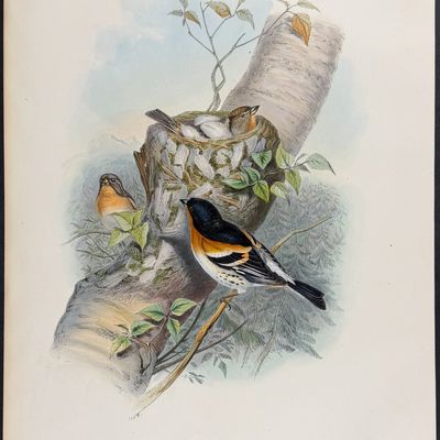 Gould, Great Britain - Bramblefinch