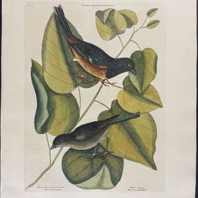 Catesby, Folio - Towhe Bird & Cowpen Bird with Black Poplar of Carolina. 1-34