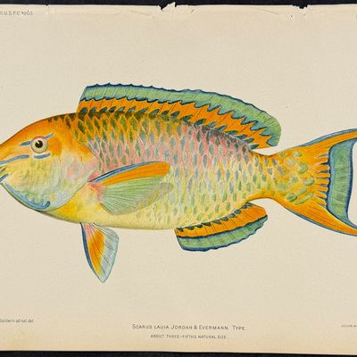 Bien, Hawaii - Lae-Nihi or Peacock Wrasse or Blue Razorfish [Iniistius Pavoninus]