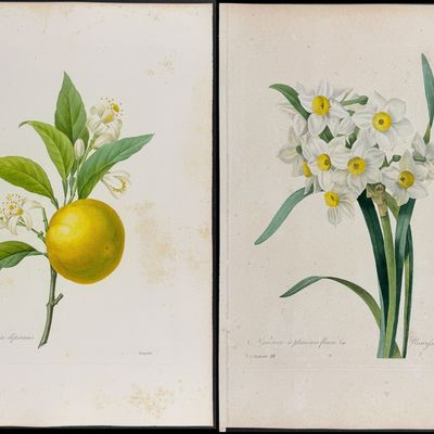 Redoute, Choix - 5 Botanical Engravings (Ixia, Orange, Daffodil or Narcissus)