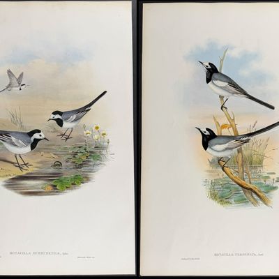 Gould, Asia - 3 Wagtail Lithographs