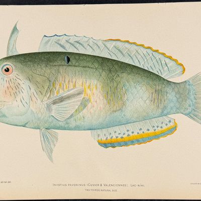 Bien, Hawaii - Deepbody Boarfish [Antigonia Steindachneri]