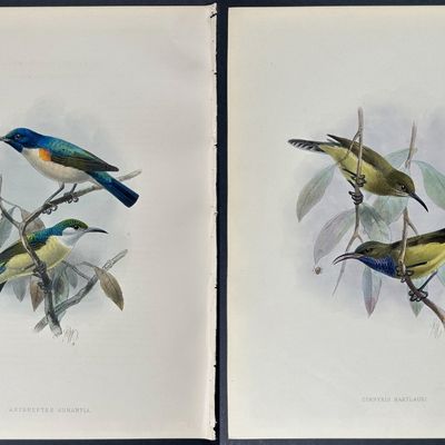 Shelley & Keulemans - 4 Sunbird Lithographs
