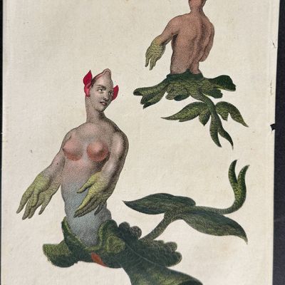 Linnaeus & Sibly - The Front & Back View of a Mermaid