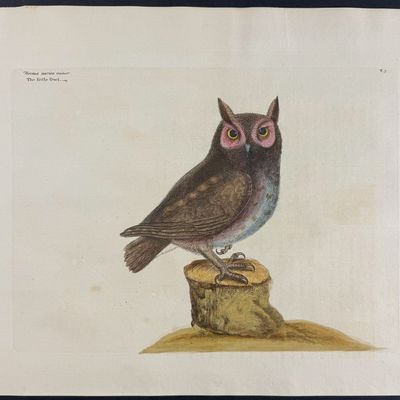 Catesby, Folio - Little Owl. 1-7