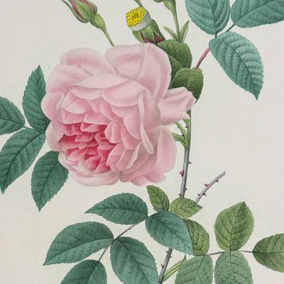 Redoute, Choix - Rose [Rosa Indica]