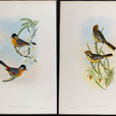 Gould, Asia - Pair of Bird Lithographs (Siva Leiothrix)