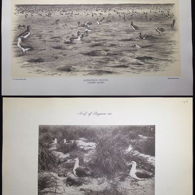 Rothschild & Keulemans, Hawaii - 4 Albatross & Noddy Tern Lithographs
