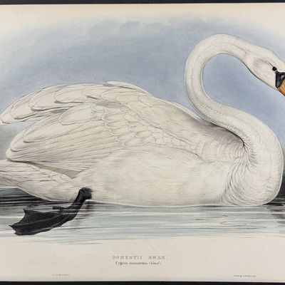 Lear & Gould - Domestic Swan [Cygnus manusuetus]