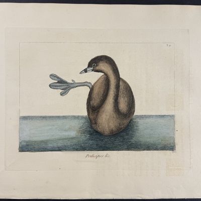 Catesby, Folio - Pied-Billed Dobchick. 1-91