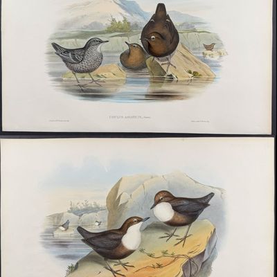Gould, Asia - 5 Water-Ouzel Lithographs