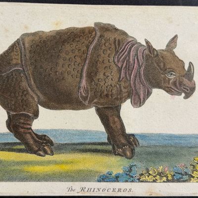 Linnaeus & Sibly - The Rhinoceros