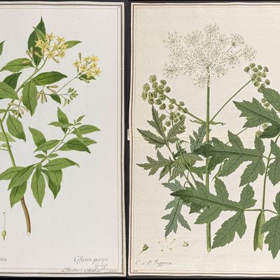 8 Original Botanical Watercolors (according to Linnaeus system)