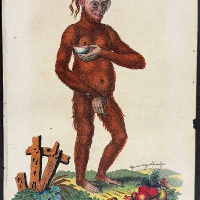 Linnaeus & Sibly - A Domesticated Female Orang Outang