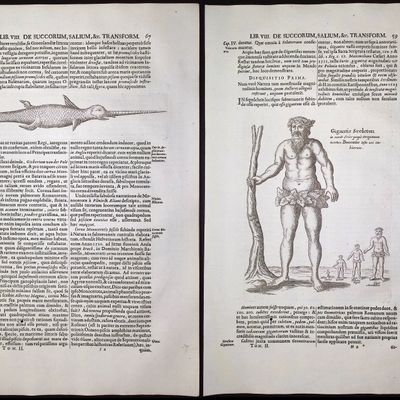 Kircher, pub. 1682 - Pair of Engravings of Narwhal Whale & Giant