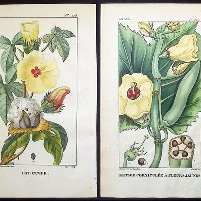 Descourtilz - 9 Botanical Engravings (Cotton Plant, Okra, Chili, Tree of Death, Green Bean, Agave)