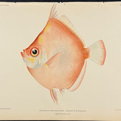 Bien, Hawaii - Parrotfish [Pseudocarus Jordani ]